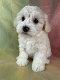 Female Schnoodle Puppy for Sale DOB 1-3-2024 $1200